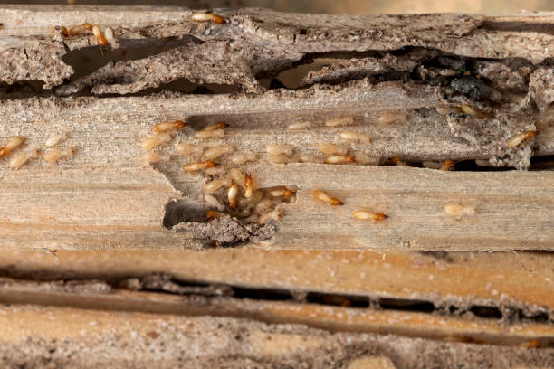 Best Exterminator Services  in Lincoln Village, CA