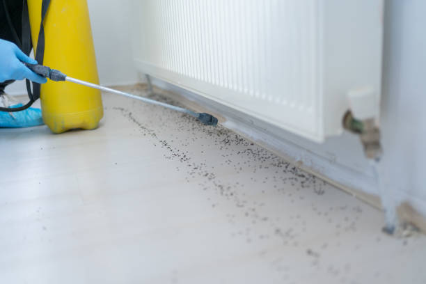 Best Residential Pest Control  in Lincoln Village, CA