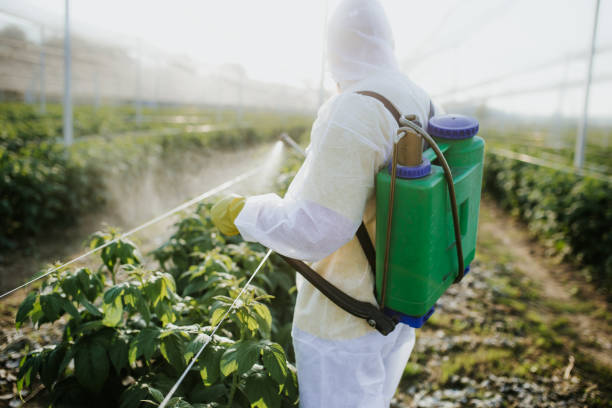 Reliable Lincoln Village, CA Pest Control Solutions